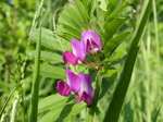 FZ029123 Common Vetch (Vicia sativa) pink flower.jpg